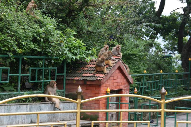 India & Nepal 2011 - 0374